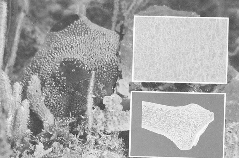 Uso de la Coralina Cubana (Hidroxiapatita) en la cirugía prepotética. Estudio preliminar