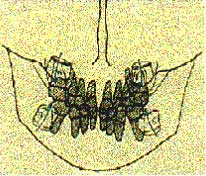 Fig.3 Dirección Buco-Lingual