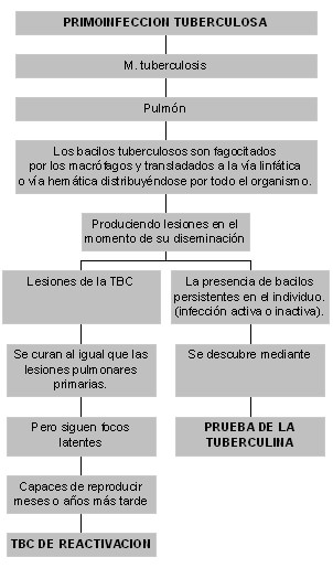 Figura 1
La primoinfección tuberculosa esta dada por la entrada del M. Tuberculosis al pulmón y dependiendo de la eficacia del tratamiento tuberculoso puede producir TBC de reactivación, por otro lado mediante la prueba de la tuberculina se puede identificar a la persona infectada.