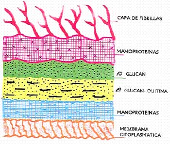 Figura 1: Diagrama esquemático de la pared celular de C. Albicans Tomado de Calderone y Braun 1991