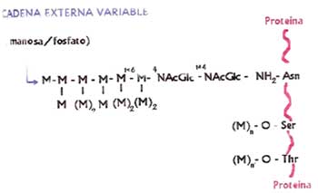 FIGURA 2: Representación de las manoproteínas de la pared celular de C. albicans. NAcGlc= N-Acetil D Glucosamina M= Manosa Ser= Serina Thr= Treonina Asn= Asparagina (Tomado de Calderone y Braun, 1991).