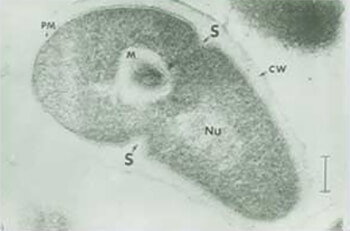 FIGURA 1: Corte de una célula cocoide de R. dentocariosa (24 horas). Se distinguen las siguientes estructuras: -S: Septo transversal; -CW: Pared celular; -PM: Membrana citoplasmática; -M: Mesosoma; -Nu: Nucleoide. (La barra representa 0,10 mm). Tomado de Roth y col.13