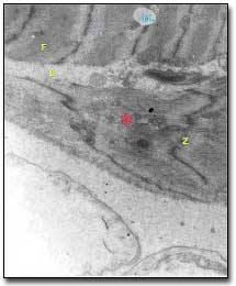 Fig. 5 La sección de fibra muestra un sistema contráctil (asterisco), con líneas Z 