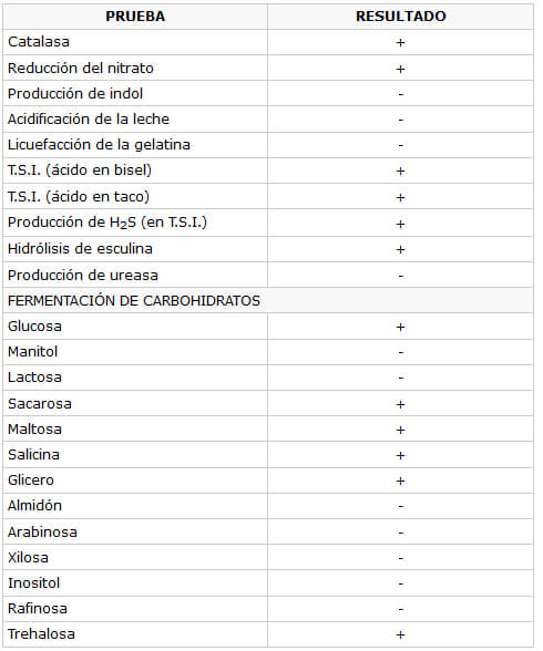 TABLA 1 Pruebas bioquímicas empleadas en la identificación de R. dentocariosa.