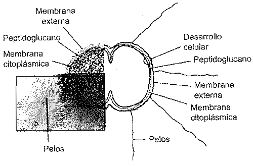 FIGURA 1