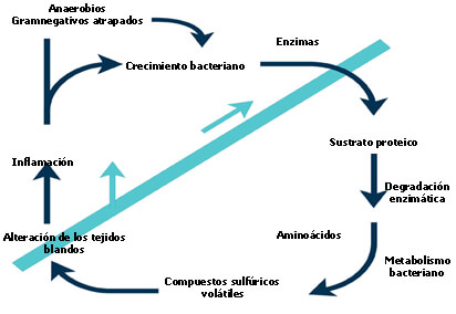 Gráfico 1 Ciclo del mal aliento. Tomado de Spielman, Bivona y Rifkin, 1999