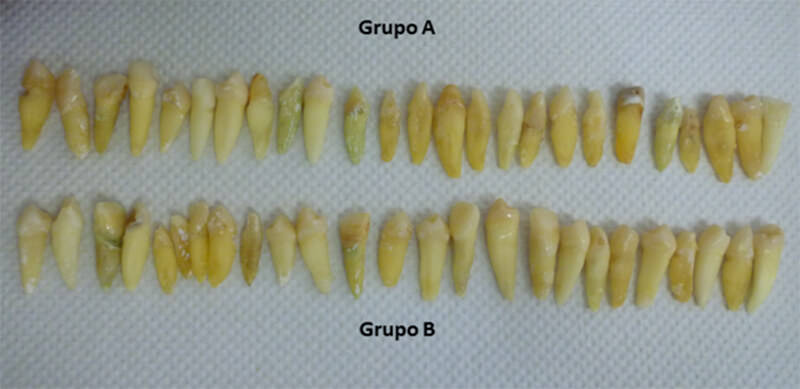 Foto 1. Grupo A y B