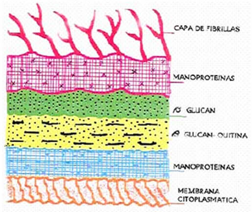 FIGURA 1: Pared celular y membrana citoplasmática de C. albicans. Tomado de Pardi y Cardozo, 2002