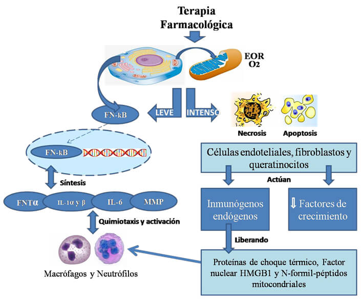 Figura 1: La terapia farmacológica induce la elaboración de especies de oxígeno reactivas (EOR), produciendo la activación del Factor de transcripción nuclear NF-kB que estimula la síntesis en el citoplasma de citocinas y metaloproteinasas propiciando la migración de macrófagos y neutrófilos a la mucosa bucal, afectando las células endoteliales, los fibroblastos y los queratinocitos orales. Cuando el daño a los tejidos es intenso, las células afectadas experimentan necrosis y/o apoptosis liberando al medio extracelular proteínas asociadas a daño endógeno que magnifican la respuesta inflamatoria  y  disminuye  la  liberación  de  factores  de  crecimiento  que  interfieren  con  la proliferación de los queratinocitos.