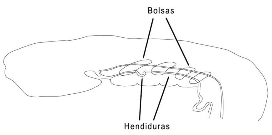 Figura 2. Aspecto sagital de arcos, hendiduras y bolsas faríngeas o branquiales.Inspirado en dibujos de literatura previa.