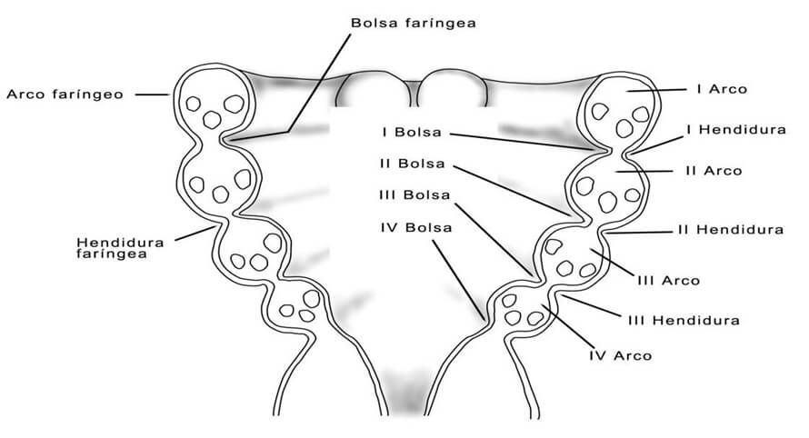 Figura 3. Aspecto horizontal de arcos, hendiduras y bolsas faríngeas o branquiales. Inspirado en dibujos de literatura previa.