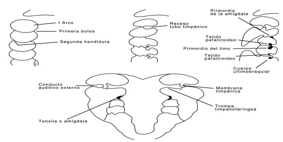 Figura 4. Aspecto horizontal de secuencia de arcos, hendiduras y bolsas faríngeas o branquiales. Inspirado en dibujos de literatura previa.