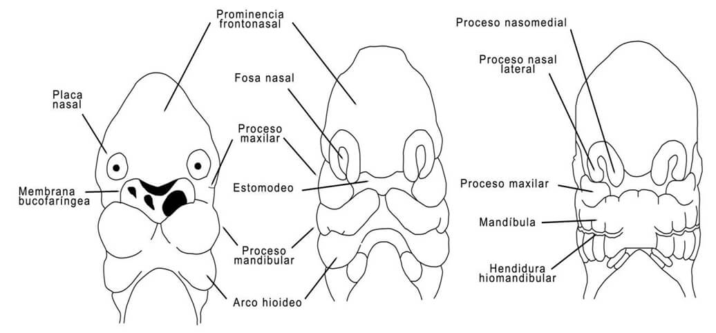 Figura 5. Secuencia de formación de la cara. Inspirado en dibujos de literatura previa.