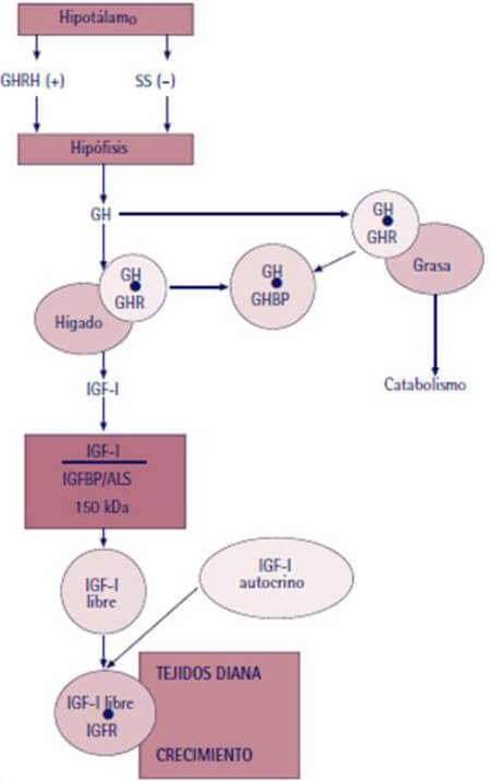 Figura 1. Eje GH/sistema efector. Tomada de Tratado de endocrinología pediátrica. Manuel Pombo Arias, 4ta Edición.