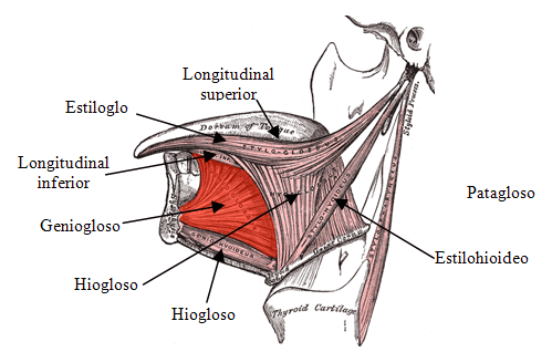 Figura Nº 1 Anatomía de los músculos de la lengua (14)