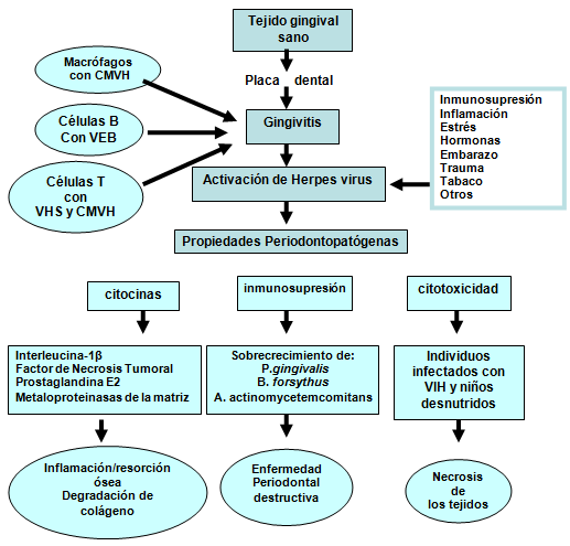Modelo propuesto para el desarrollo de la enfermedad periodontal asociada a virus.