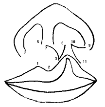 Figura Nº 1