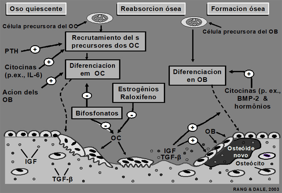 FIGURA 1 - Mecanismo de la acción do raloxifeno y del bisfosfonatos (risedronato)