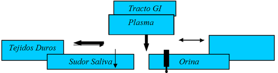 Figura 2. Metabolismo de loas fluoruros