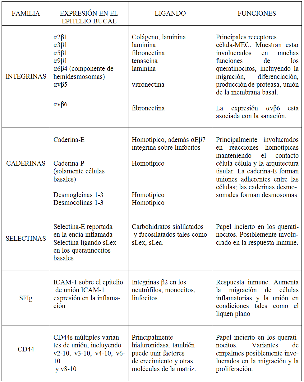 Tabla I. Moléculas de adhesión epitelial bucal