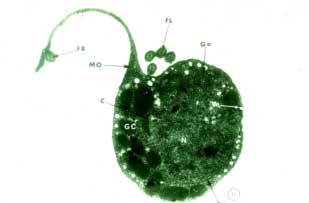 FIGURA 2: Corte transversal de T. tenax, mostrando los principales organelos: -N: Núcleo; -GC: Gránulos de cromatina; -Ax: Axostilo; -Go: Aparato de Golgi; -FL: Flagelos libres; -MO: Membrana ondulante; -FT: Flagelo recurrente; -C: Costa; -Ve: Vesícula (X 35.000). Tomado de Ribaux14.