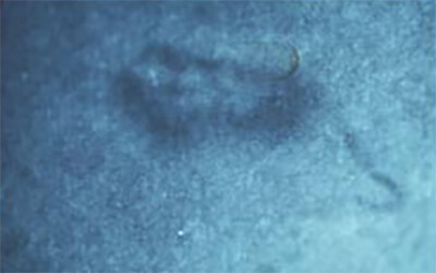 Figura 2: Observación de T. tenax a través del microscopio de luz, donde se puede evidenciar la presencia de un flagelo (Aumento 40 x).