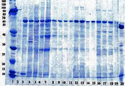 Figura 1. Electroforetograma del Gel SDS-Page al 8%. Fases seleccionadas del esquema de extracción de proteínas provenientes de glándulas submaxilares de bovino
