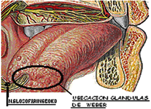 Fig. 2. Base y Cara dorsal de la lengua.