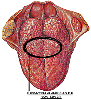 FIGURA 3: Cara dorsal de la lengua.