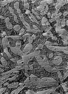 Fig. No 2 Aleación después del T.T. (200X). Fuente: propia