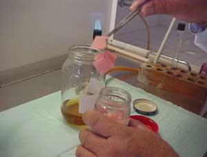 Fig. 2 Muestras de resina acrílica llevadas al caldo contaminado con C albicans