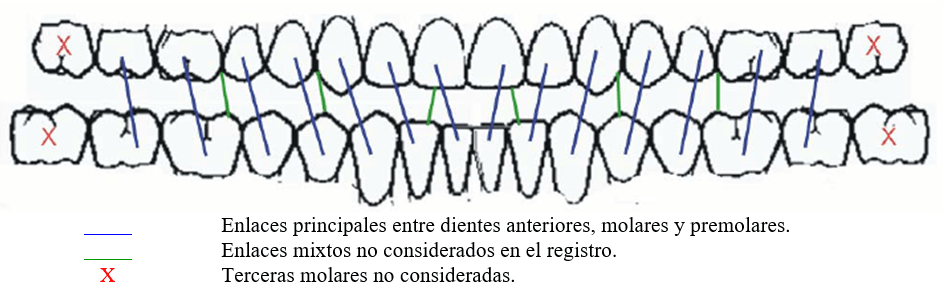 Gráfico 1 Pares y Unidades Oclusales registrados en dentición completa: 14 pares oclusales, 6 pares anteriores, 4 pares premolares, 4 pares molares, 15 unidades oclusales. ----- Enlaces principales entre dientes anteriores, molares y premolares. ----- Enlaces mixtos no considerados en el registro. X Terceras molares no consideradas.