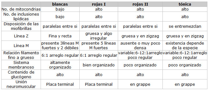 Tabla 1 Características ultraestructurales mas resaltantes de las fibras musculares de los Vertebrados.
