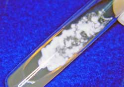 Morfología Macroscópica de la colonia. Se observa la forma micelial del hongo.(foto3)