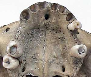 Fig. 4 - Vista oclusal del maxilar.